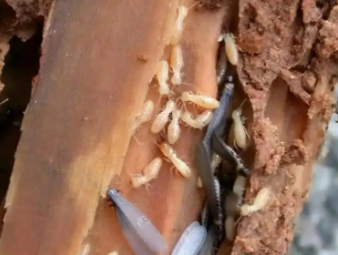 陇西白蚁防治公司分享家庭常态化防虫养护，打造长效无蚁宜居环境